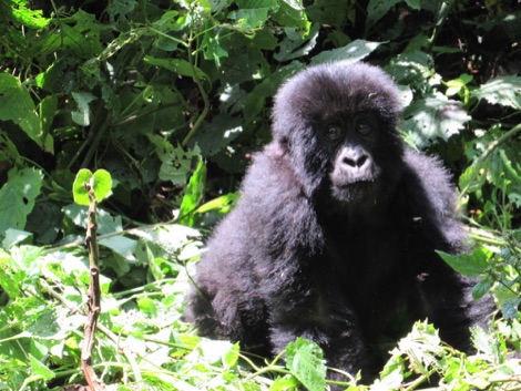 Young mountain gorilla